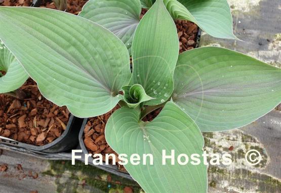 Hosta Jane's Blush